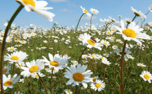 Sommerferien står for døren. Blomster
